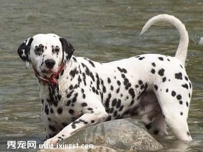 养昆明犬公犬好母犬好_北京养柯基要办狗证吗_北京养狗规定大型犬