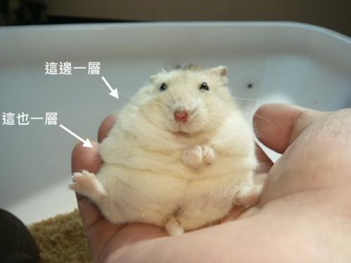 仓鼠界的胖子代表——布丁鼠，你们有除 布丁以外 的胖大鼠吗？