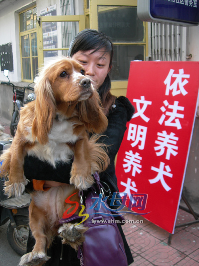 北京养狗规定大型犬_养昆明犬公犬好母犬好_单身女养大型公犬