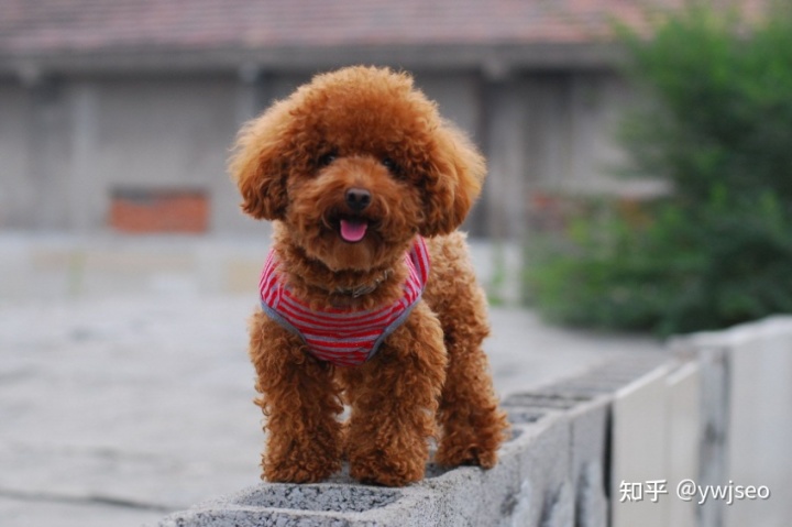 小短腿狗狗的品种_狗品种大全_小品种狗