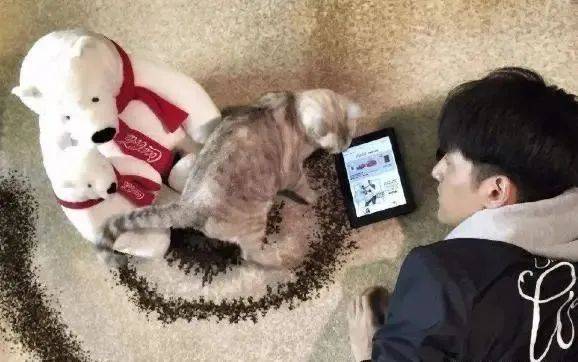 男不养猫女不养狗有啥道理?_男不养猫女不玩狗案例_男不养猫女不养狗的原因