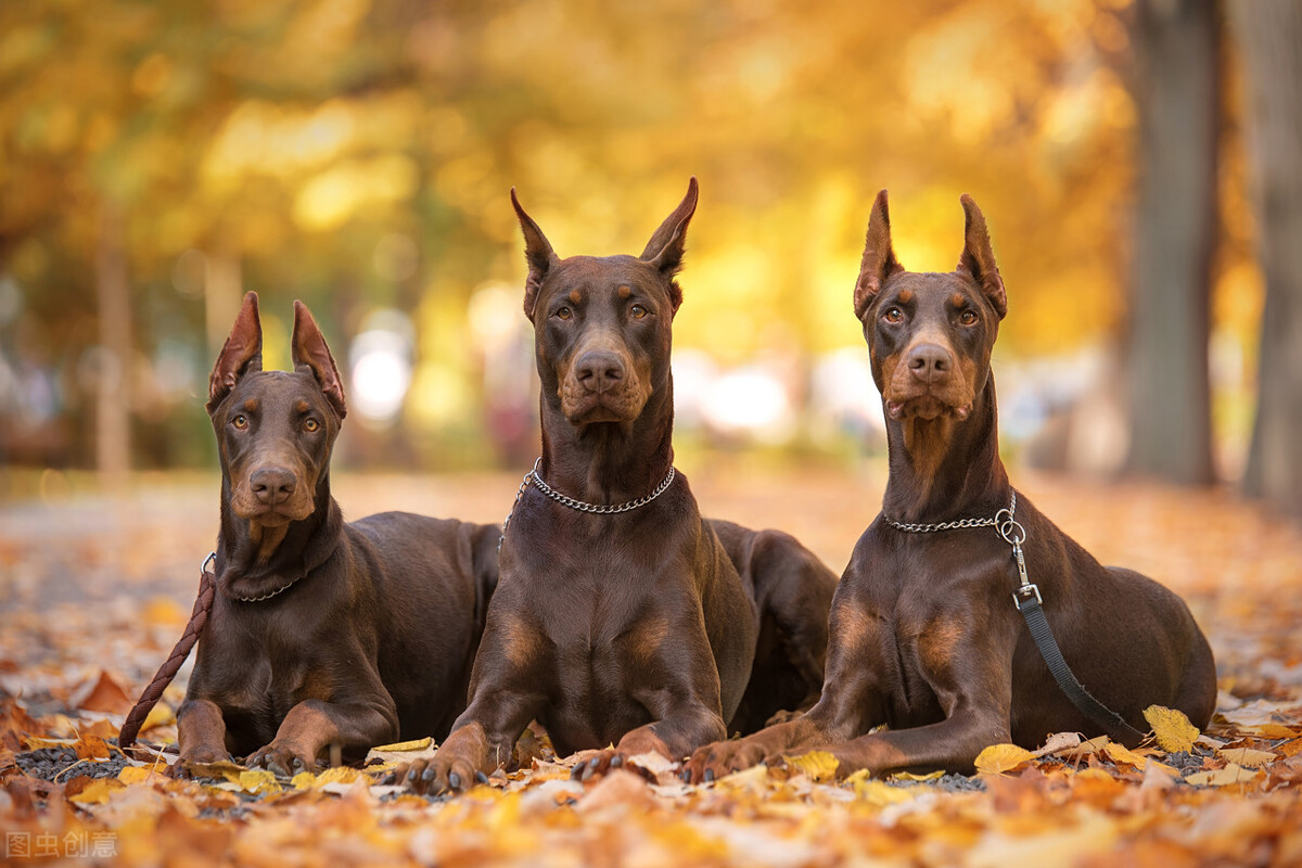 有一种犬，必须要经过人为的剪尾和断耳，你知道是什么品种吗？