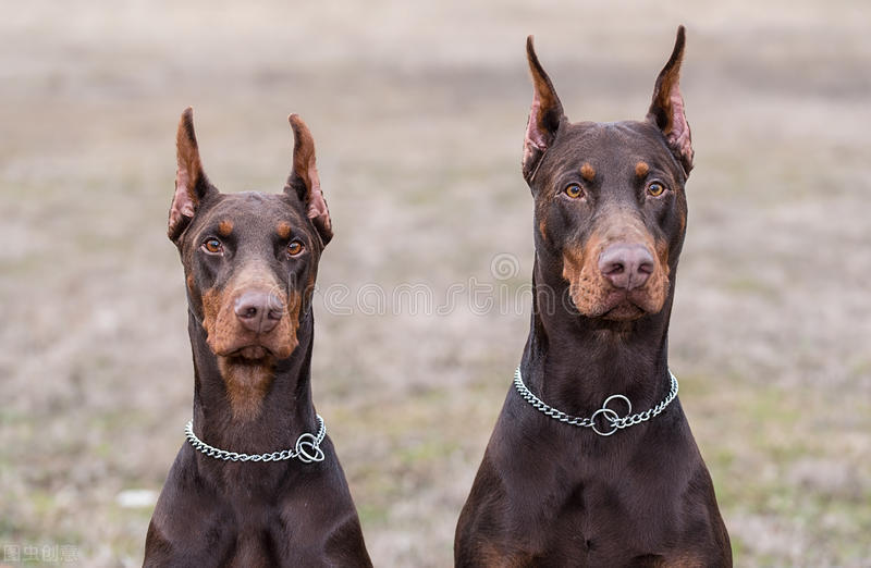 有一种犬，必须要经过人为的剪尾和断耳，你知道是什么品种吗？