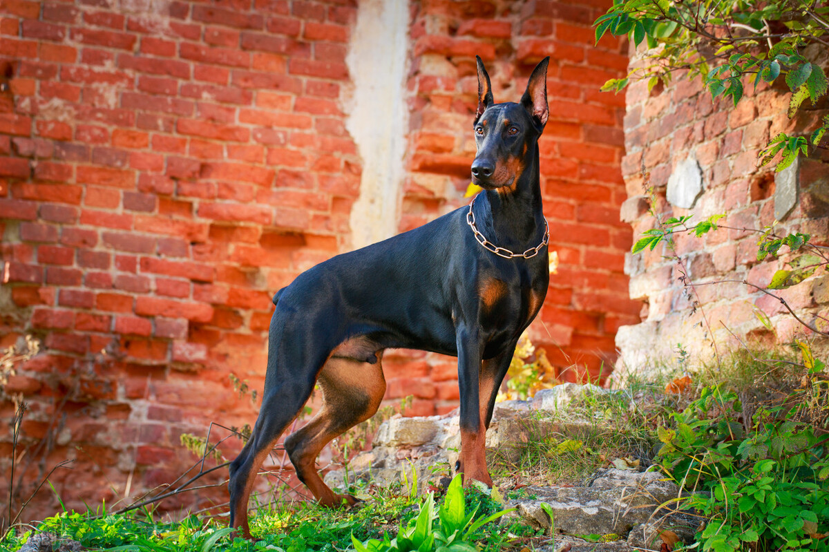 有一种犬，必须要经过人为的剪尾和断耳，你知道是什么品种吗？