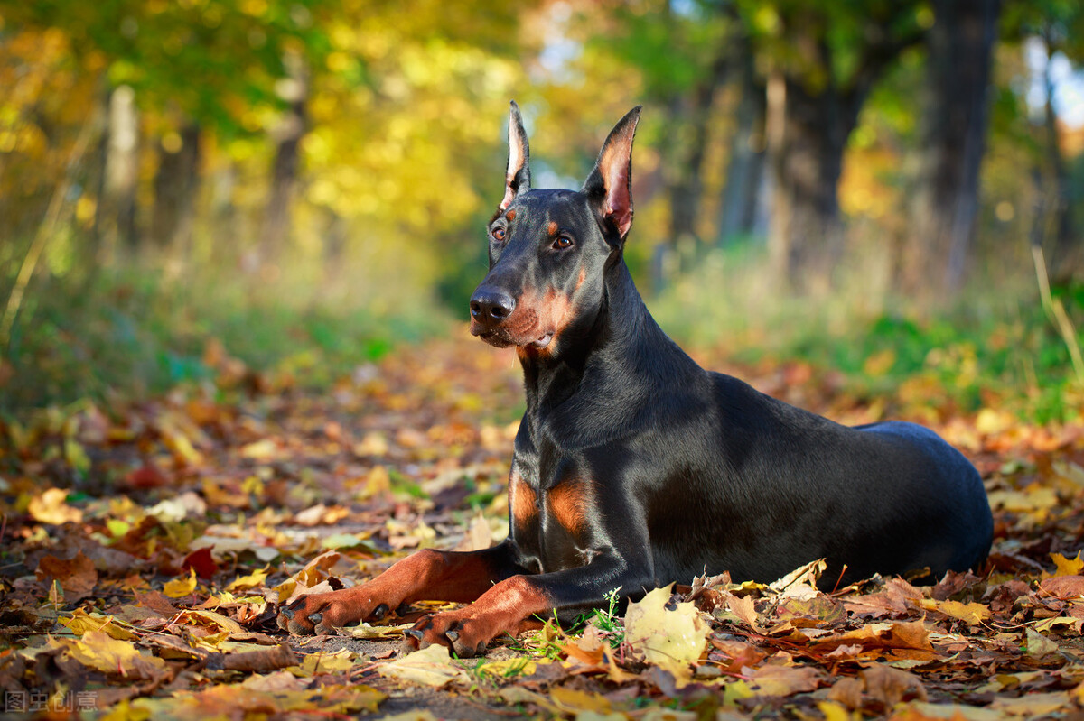 有一种犬，必须要经过人为的剪尾和断耳，你知道是什么品种吗？