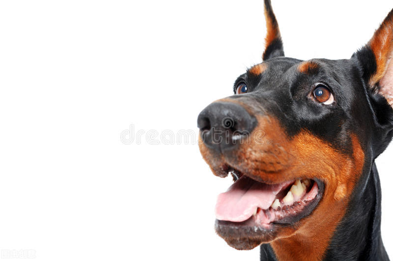 有一种犬，必须要经过人为的剪尾和断耳，你知道是什么品种吗？