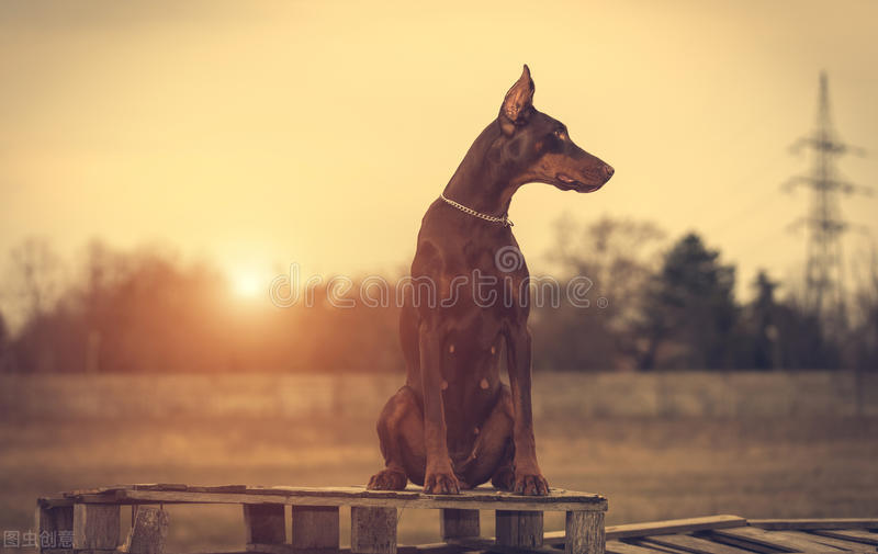 有一种犬，必须要经过人为的剪尾和断耳，你知道是什么品种吗？