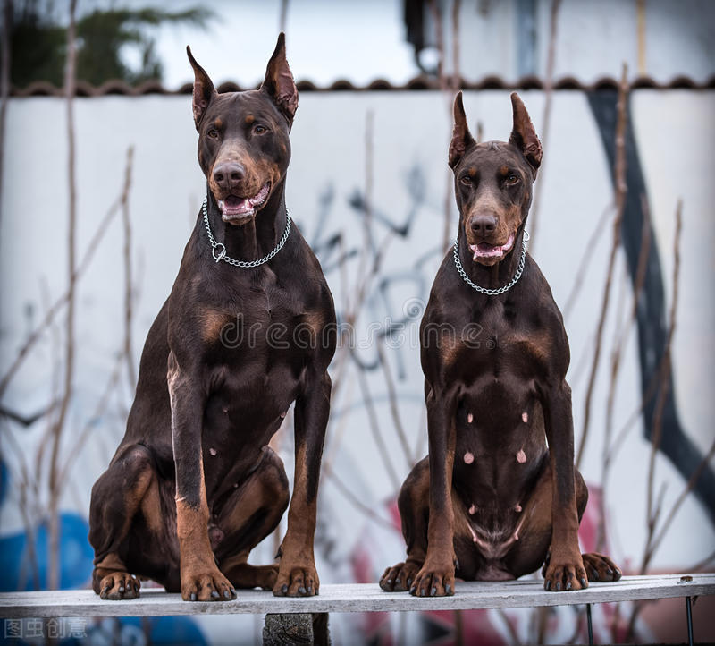 有一种犬，必须要经过人为的剪尾和断耳，你知道是什么品种吗？