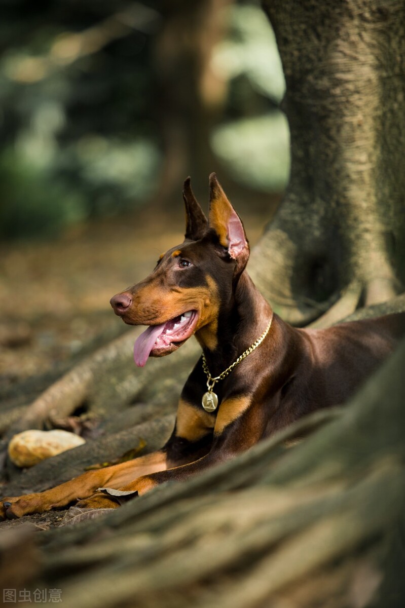 有一种犬，必须要经过人为的剪尾和断耳，你知道是什么品种吗？