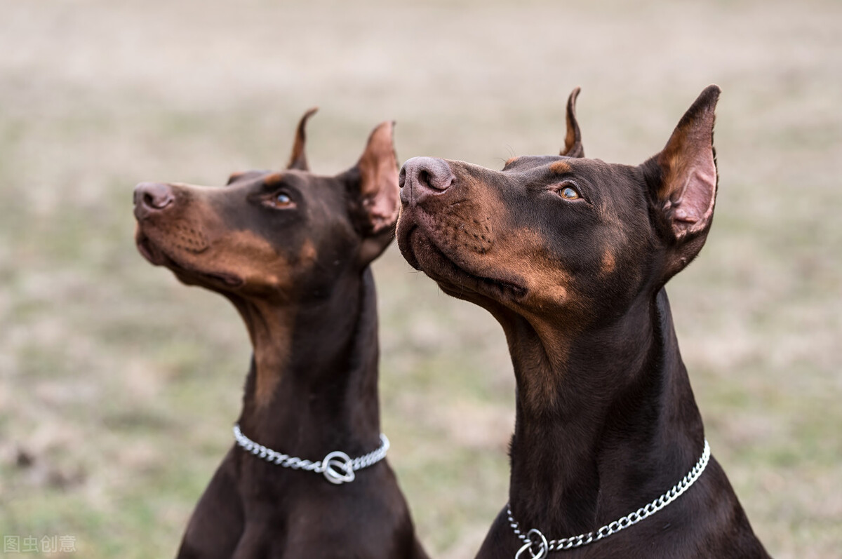 有一种犬，必须要经过人为的剪尾和断耳，你知道是什么品种吗？