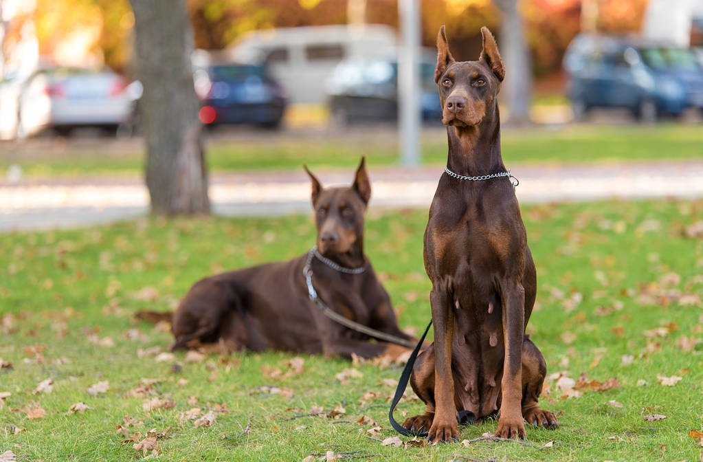 有一种犬，必须要经过人为的剪尾和断耳，你知道是什么品种吗？