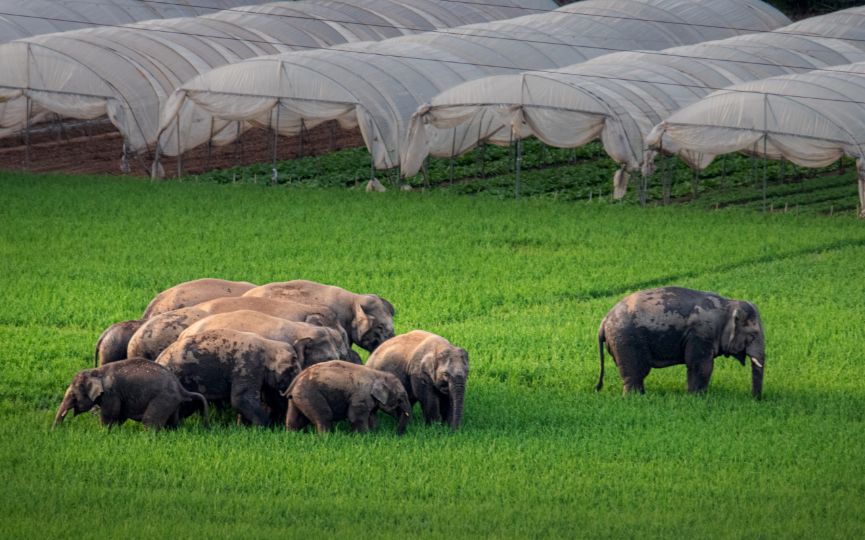 野象迁徙到国家公园设立，生物多样性该如何保护？│关注2022