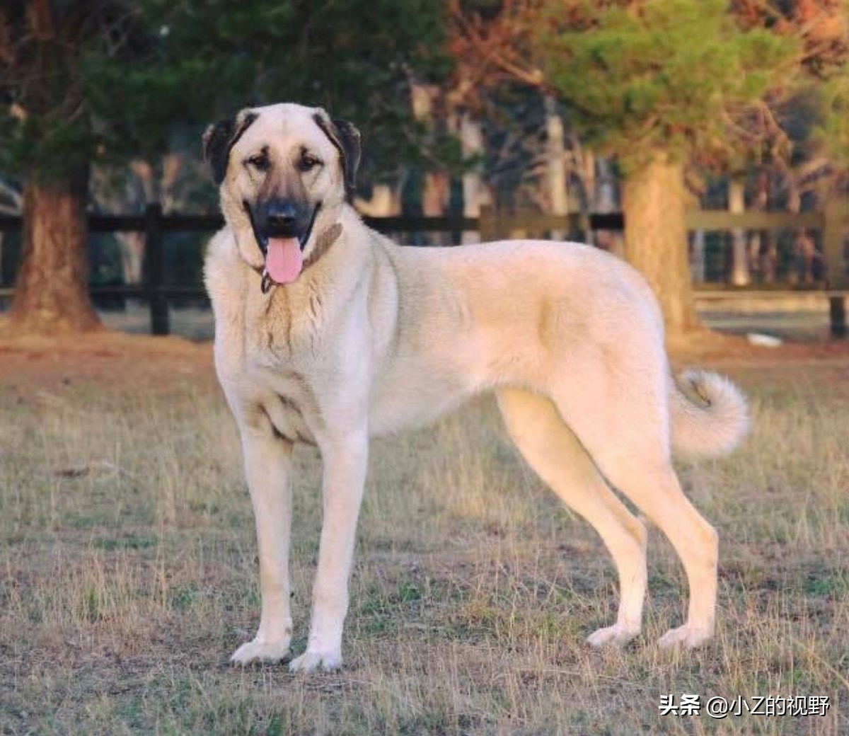 被称为猛犬的五个品种，有些是斗犬出身，它们的历史渊源有哪些？