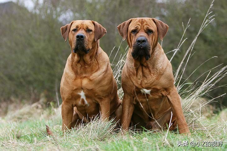 被称为猛犬的五个品种，有些是斗犬出身，它们的历史渊源有哪些？