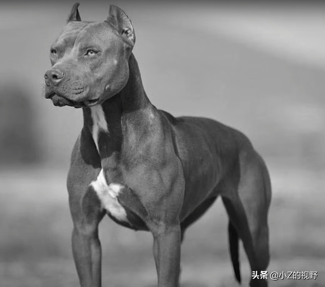 被称为猛犬的五个品种，有些是斗犬出身，它们的历史渊源有哪些？