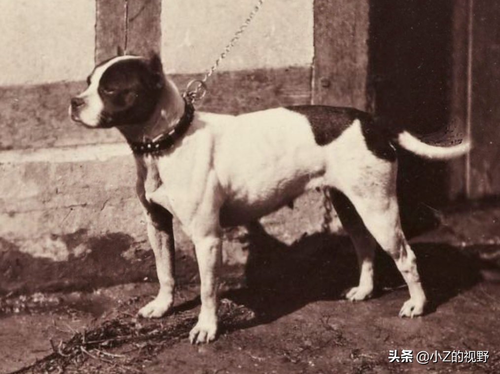 被称为猛犬的五个品种，有些是斗犬出身，它们的历史渊源有哪些？