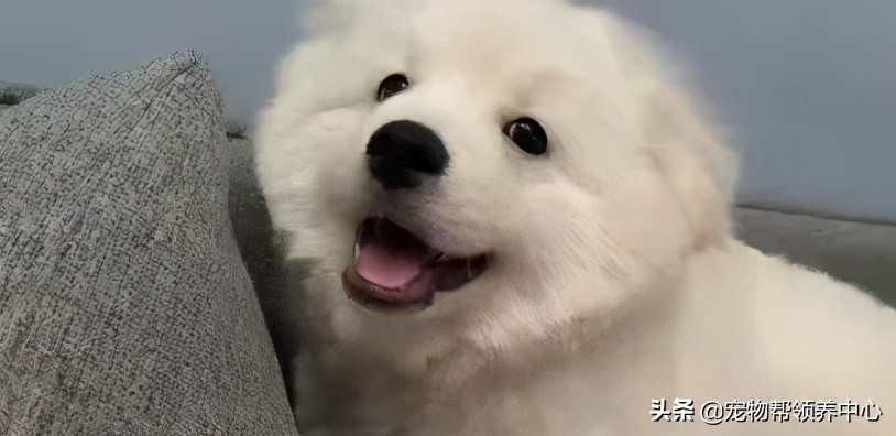 狗狗被送养期间患上细小，前主人却说：存活几率很小，别治了…