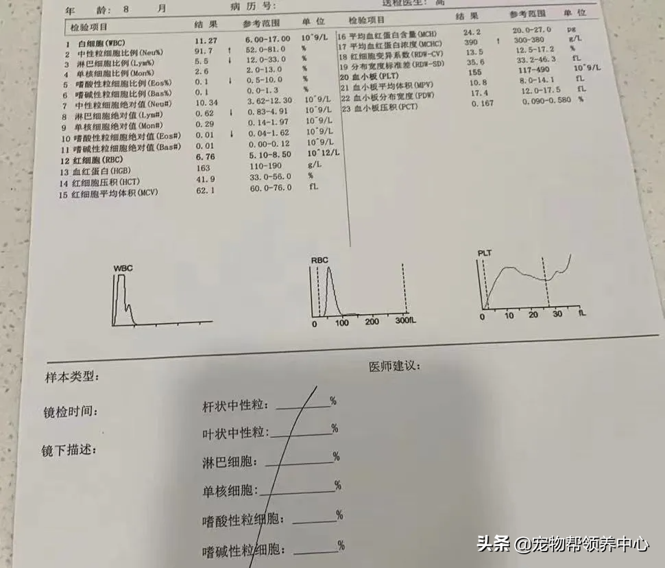 狗狗被送养期间患上细小，前主人却说：存活几率很小，别治了…