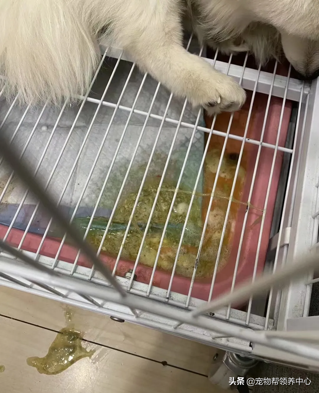 狗狗被送养期间患上细小，前主人却说：存活几率很小，别治了…
