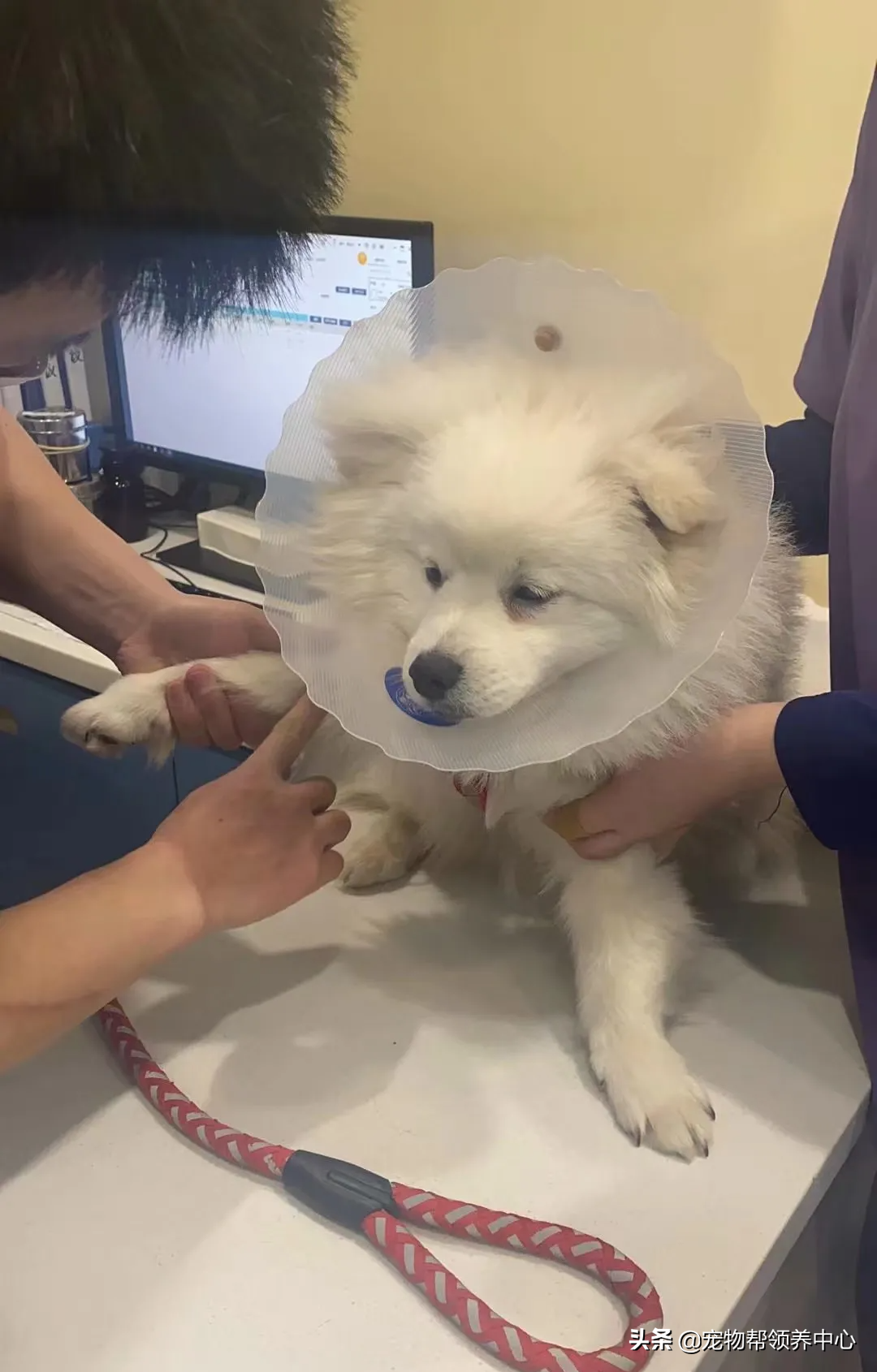 狗狗被送养期间患上细小，前主人却说：存活几率很小，别治了…