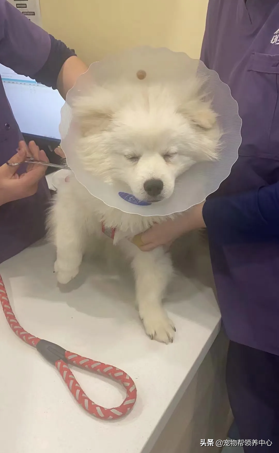 狗狗被送养期间患上细小，前主人却说：存活几率很小，别治了…