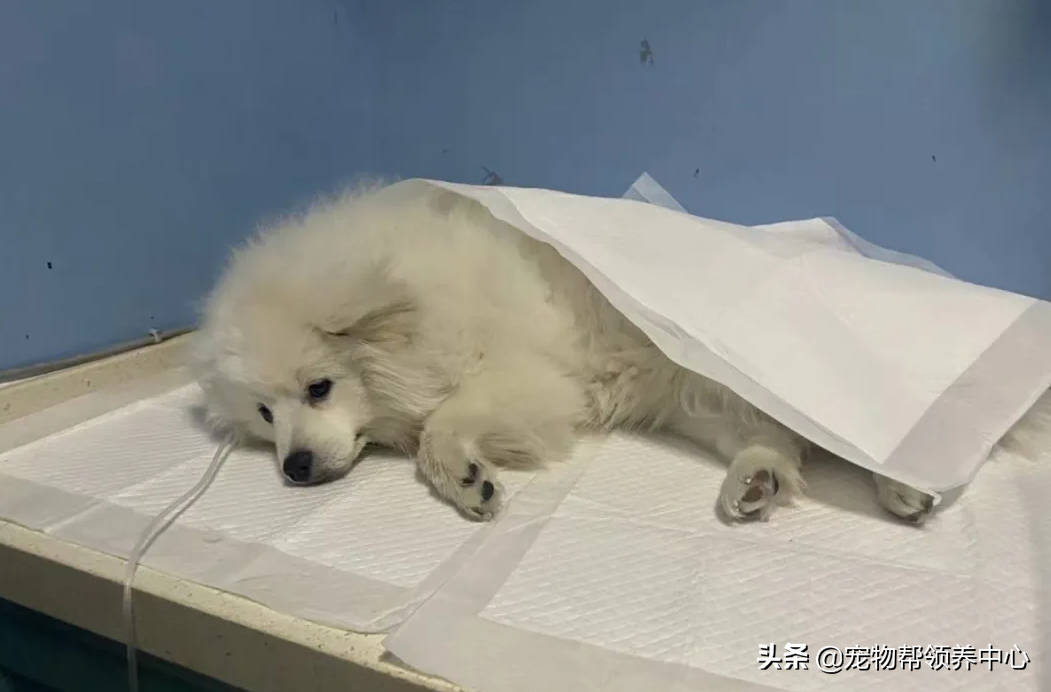 狗狗被送养期间患上细小，前主人却说：存活几率很小，别治了…