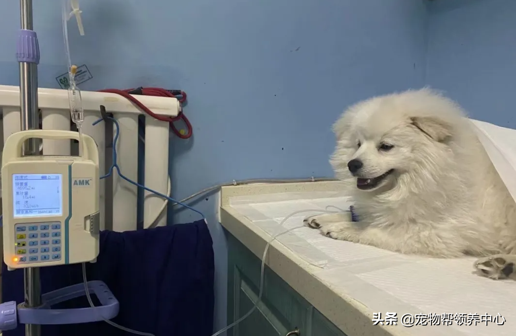 狗狗被送养期间患上细小，前主人却说：存活几率很小，别治了…