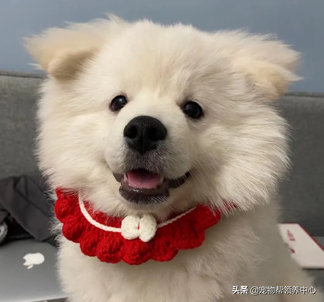 狗狗被送养期间患上细小，前主人却说：存活几率很小，别治了…