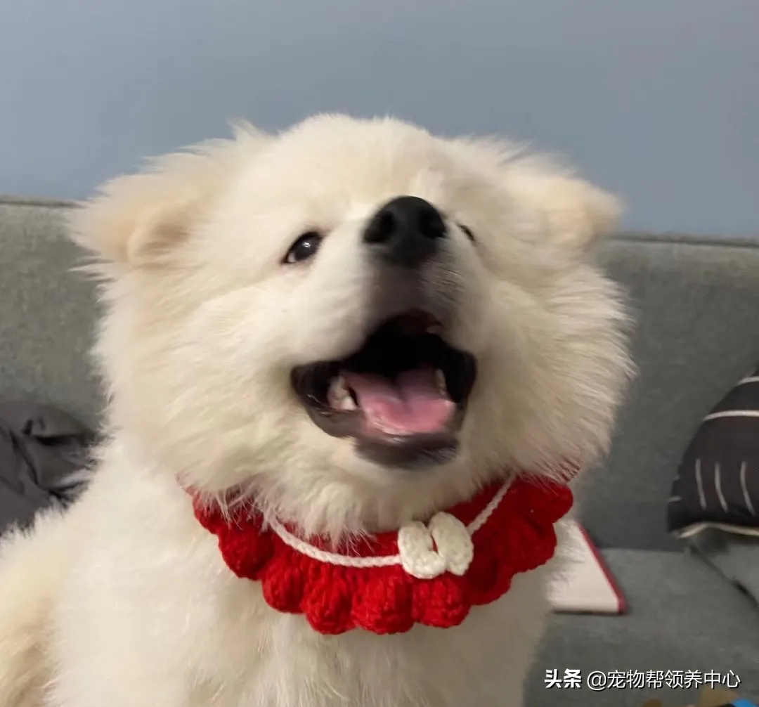 狗狗被送养期间患上细小，前主人却说：存活几率很小，别治了…