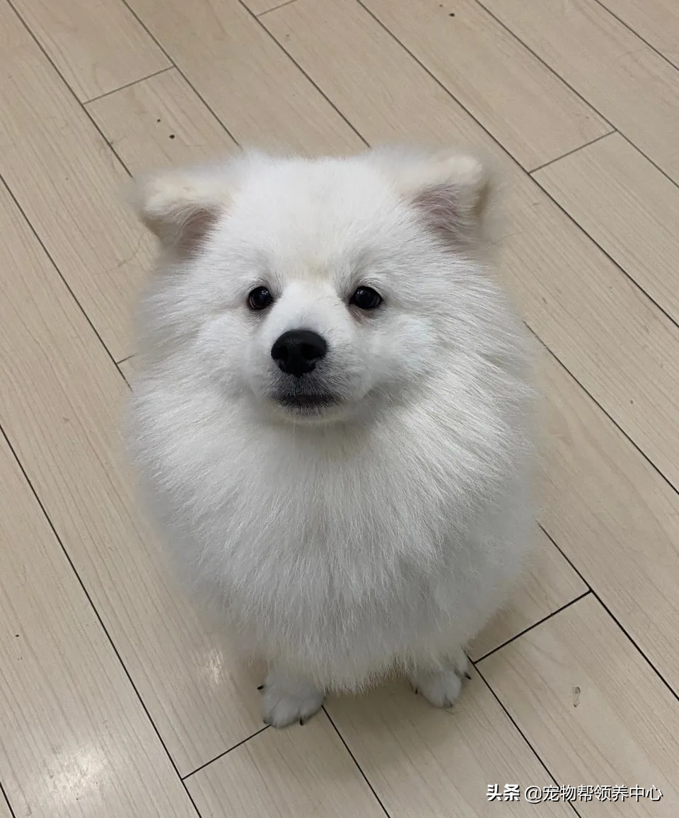狗狗被送养期间患上细小，前主人却说：存活几率很小，别治了…