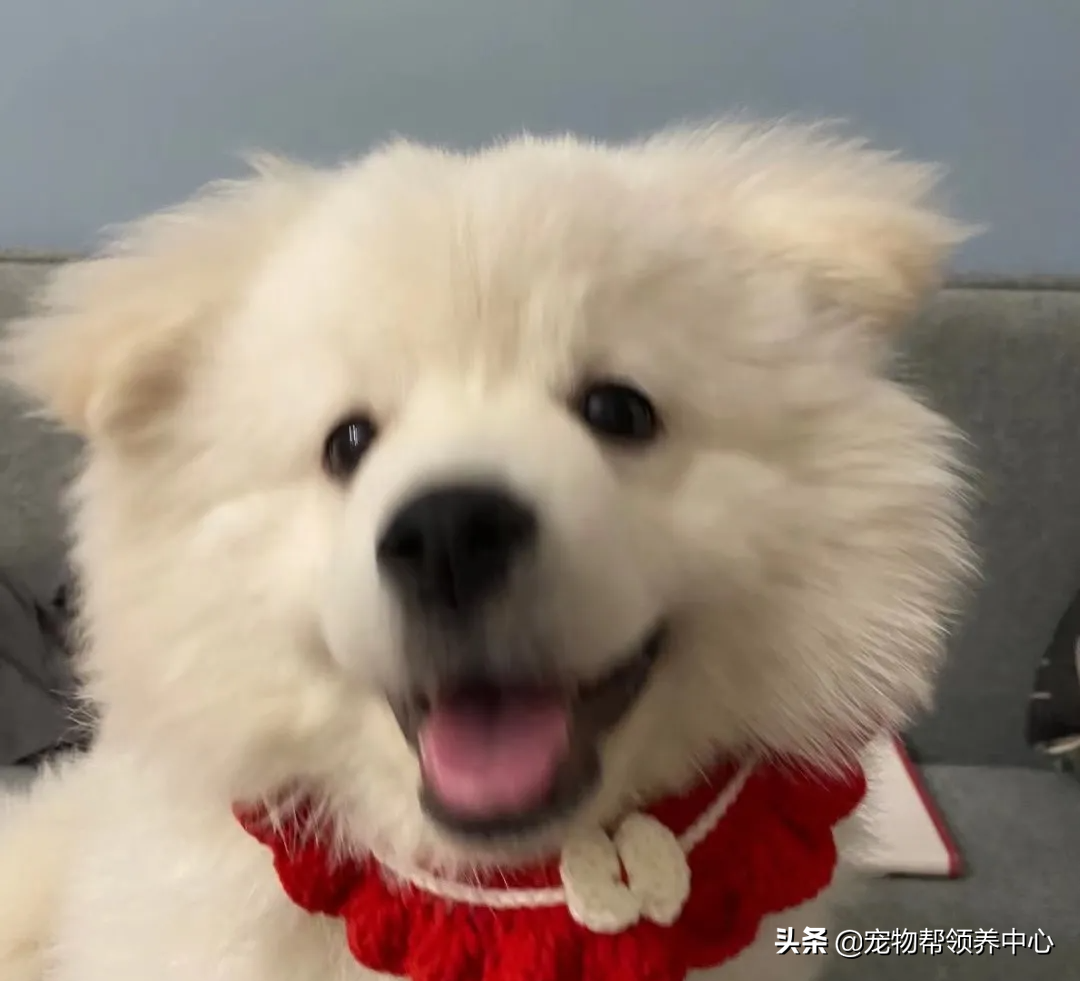 狗狗被送养期间患上细小，前主人却说：存活几率很小，别治了…