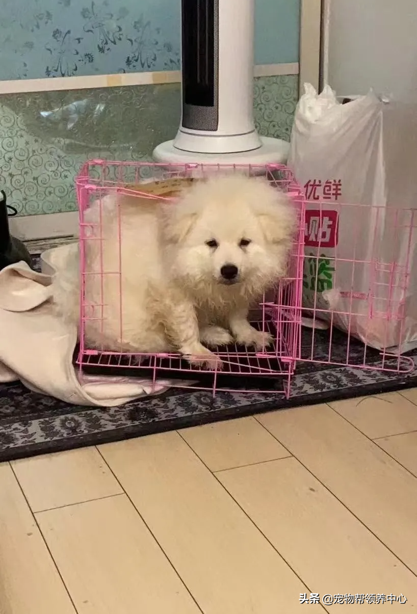 狗狗被送养期间患上细小，前主人却说：存活几率很小，别治了…