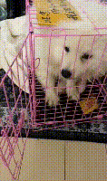 狗狗被送养期间患上细小，前主人却说：存活几率很小，别治了…