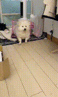 狗狗被送养期间患上细小，前主人却说：存活几率很小，别治了…