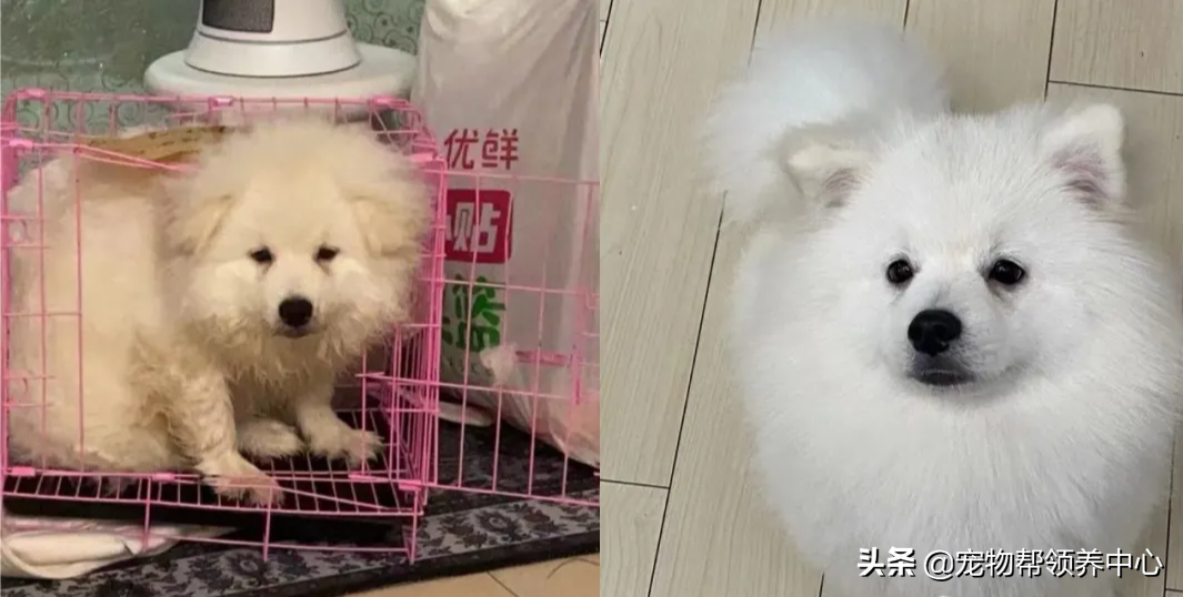 狗狗被送养期间患上细小，前主人却说：存活几率很小，别治了…