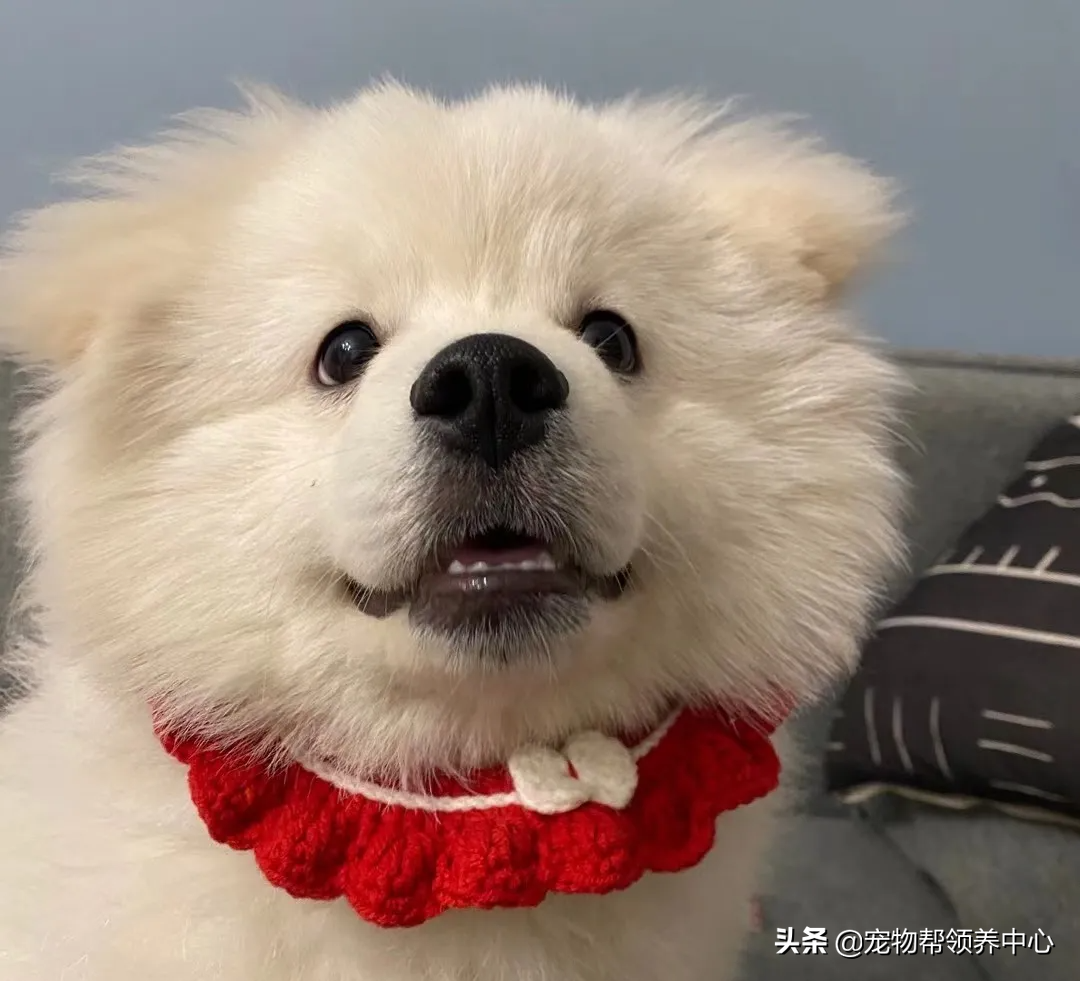狗狗被送养期间患上细小，前主人却说：存活几率很小，别治了…