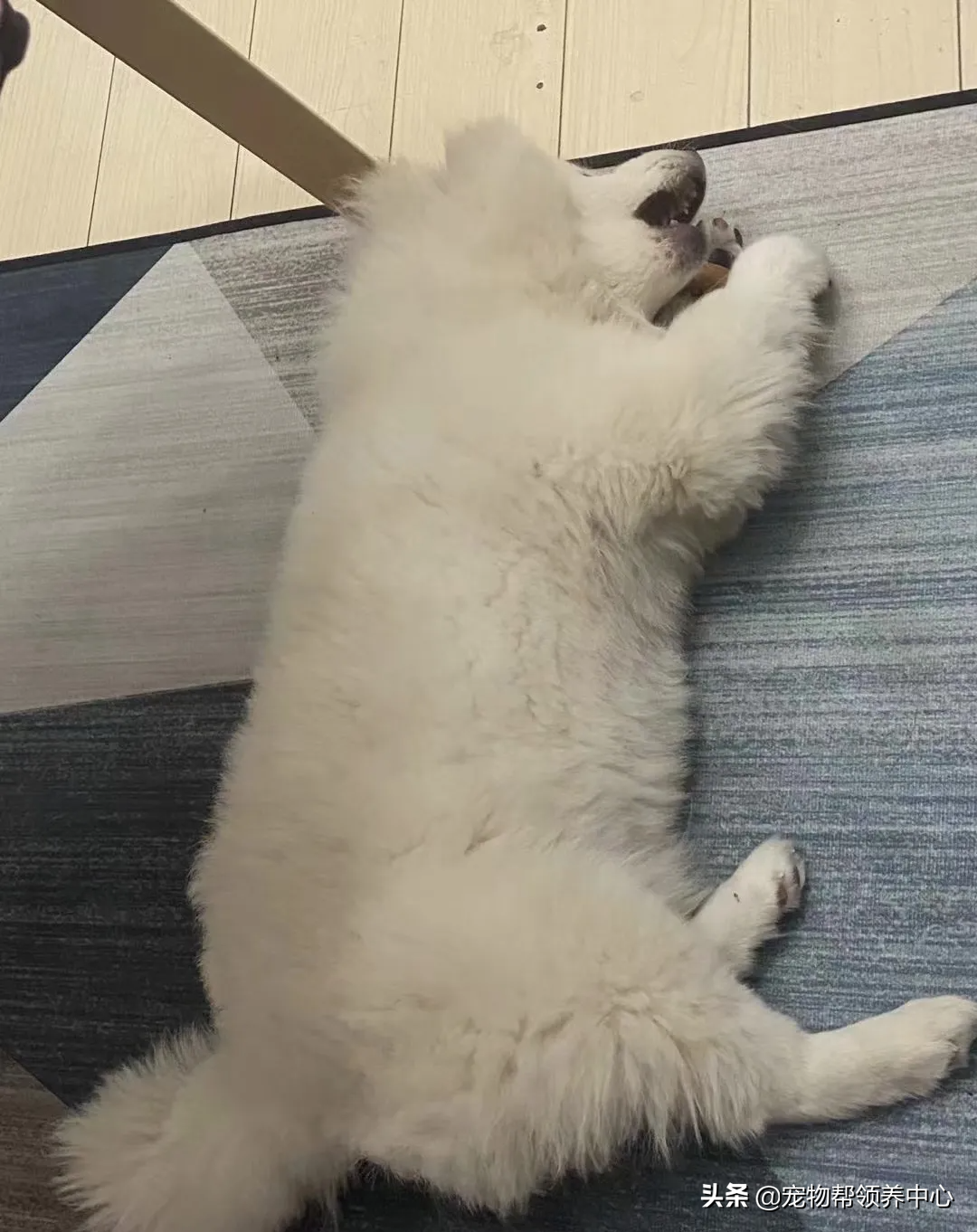 狗狗被送养期间患上细小，前主人却说：存活几率很小，别治了…