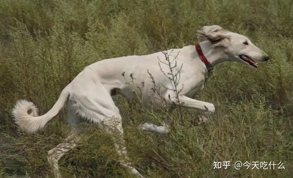 泰迪串串狗好养吗_哪种串串狗好_串串狗什么品种好