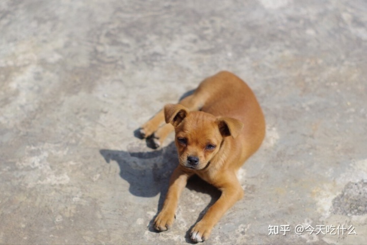 哪种串串狗好_串串狗什么品种好_泰迪串串狗好养吗