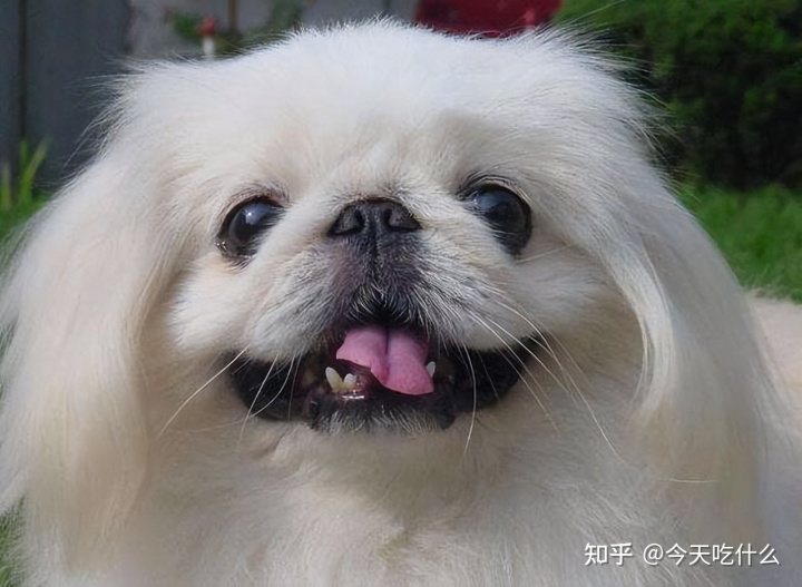 哪种串串狗好_泰迪串串狗好养吗_串串狗什么品种好