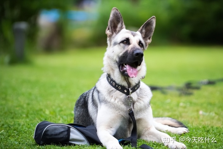 串串狗什么品种好_泰迪串串狗好养吗_哪种串串狗好