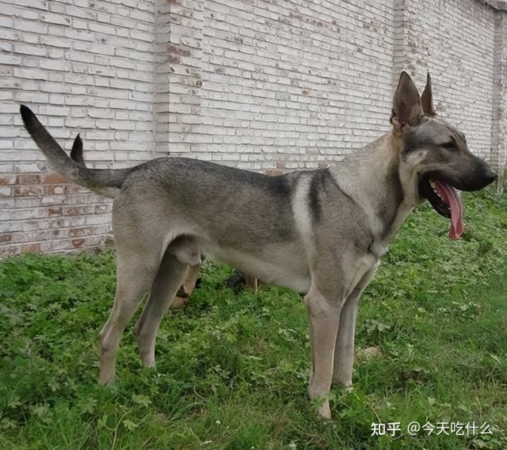 泰迪串串狗好养吗_哪种串串狗好_串串狗什么品种好