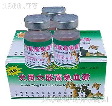 串串狗什么品种好_哪种串串狗好_泰迪串串狗好养吗