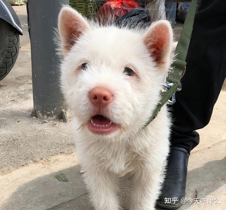 哪种串串狗好_串串狗什么品种好_泰迪串串狗好养吗