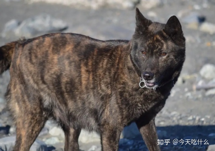 串串狗什么品种好_哪种串串狗好_泰迪串串狗好养吗