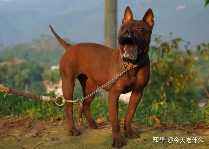 哪种串串狗好_串串狗什么品种好_泰迪串串狗好养吗