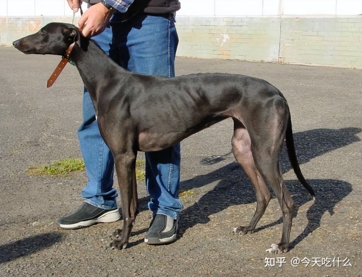 串串狗什么品种好_泰迪串串狗好养吗_哪种串串狗好