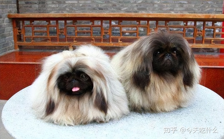 哪种串串狗好_泰迪串串狗好养吗_串串狗什么品种好