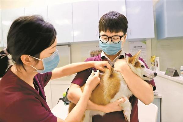 亚洲动物基金会 狗医生_亚洲动物基金第三届公益广告设计大赛_狗教授品种亚洲动物基金会