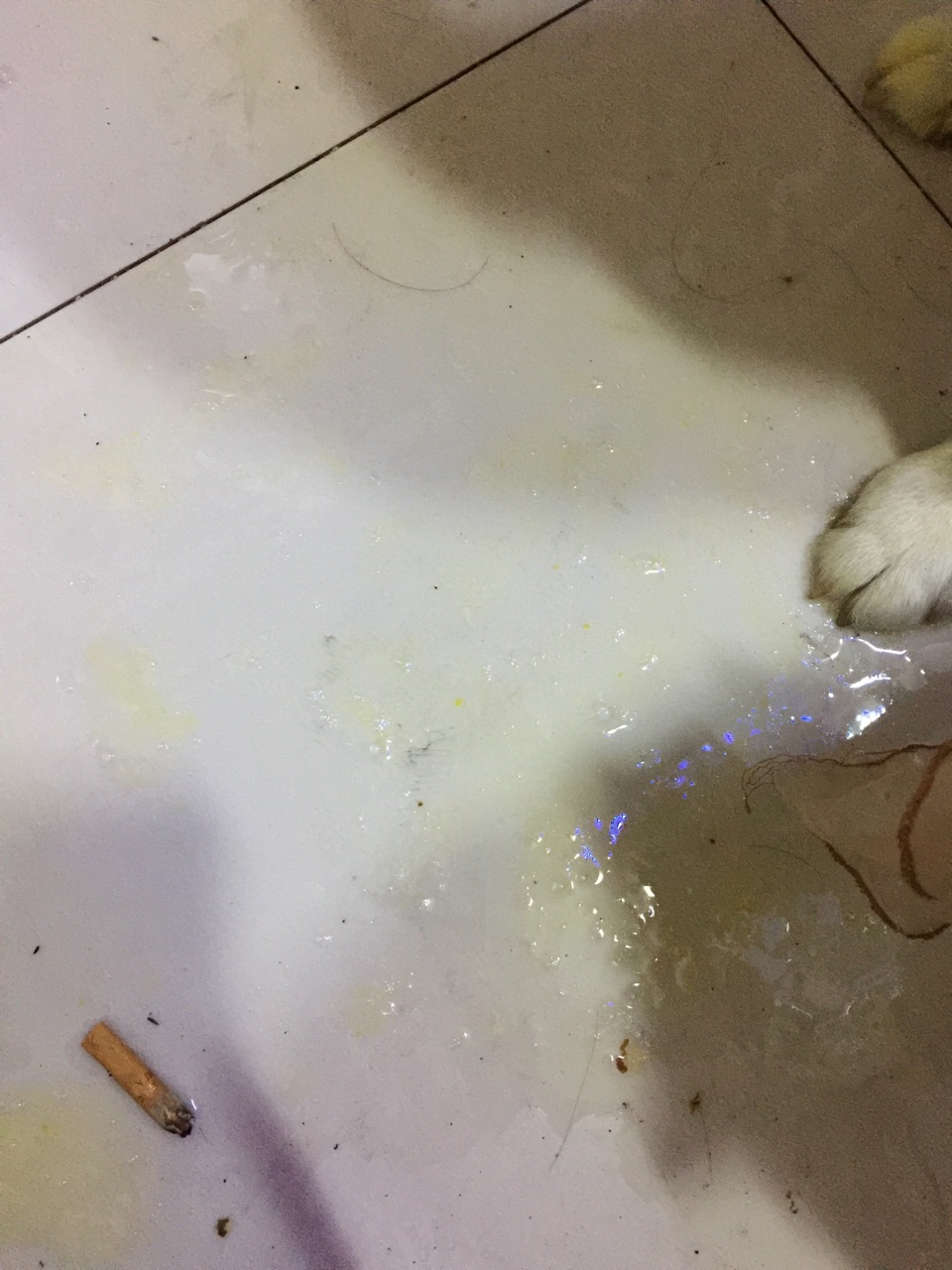 苏州 打击 宠物 病狗_苏州沈思港路宠物店卖病狗_狗病治疗